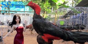 Cách Nuôi Gà Chọi thumnail