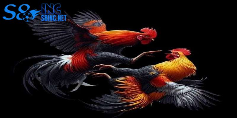 Cách nuôi gà chọi thông minh để tăng sức mạnh và bền bỉ