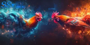 Đá gà Thomo thumnail