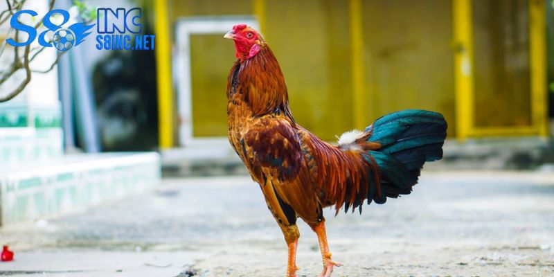 Nguyên tắc vàng giúp gà chọi phát triển toàn diện