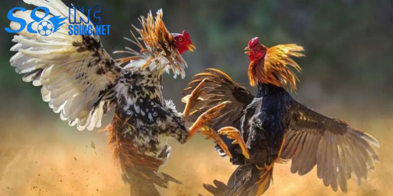 Những điểm cần chú ý trong cách nuôi gà chọi