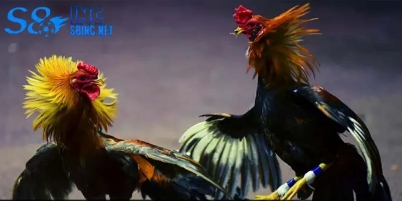 Quy trinh tham gia đấu gà Thomo đạt chuẩn quốc tế