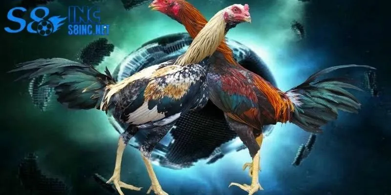 Sảnh thi đấu gà Thomo tiêu chuẩn với chiến kê chuẩn tuyển